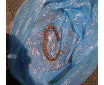 Rattlesnake we caught and disposed of