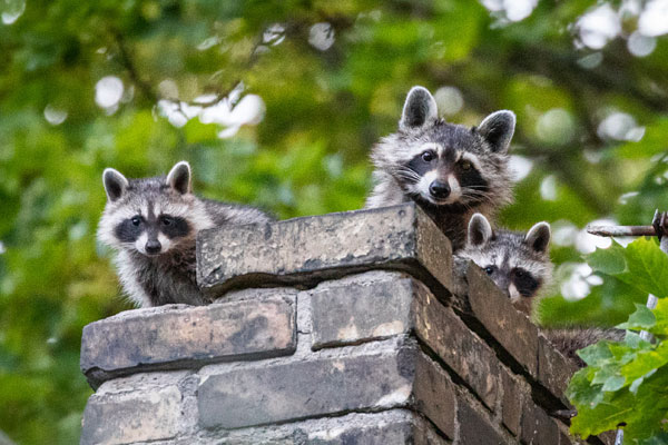 Animals & Pests in the Chimney