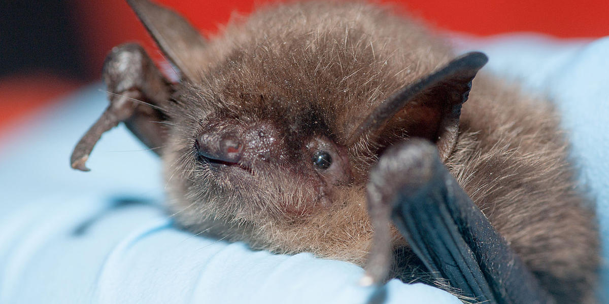 All About California Bats