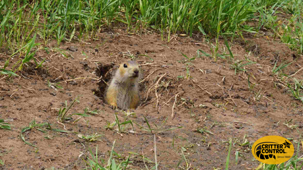 Underground Garden Pests, Protect Your Lawn