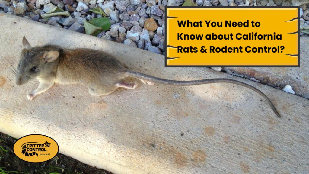 California Rats & Rodent Control