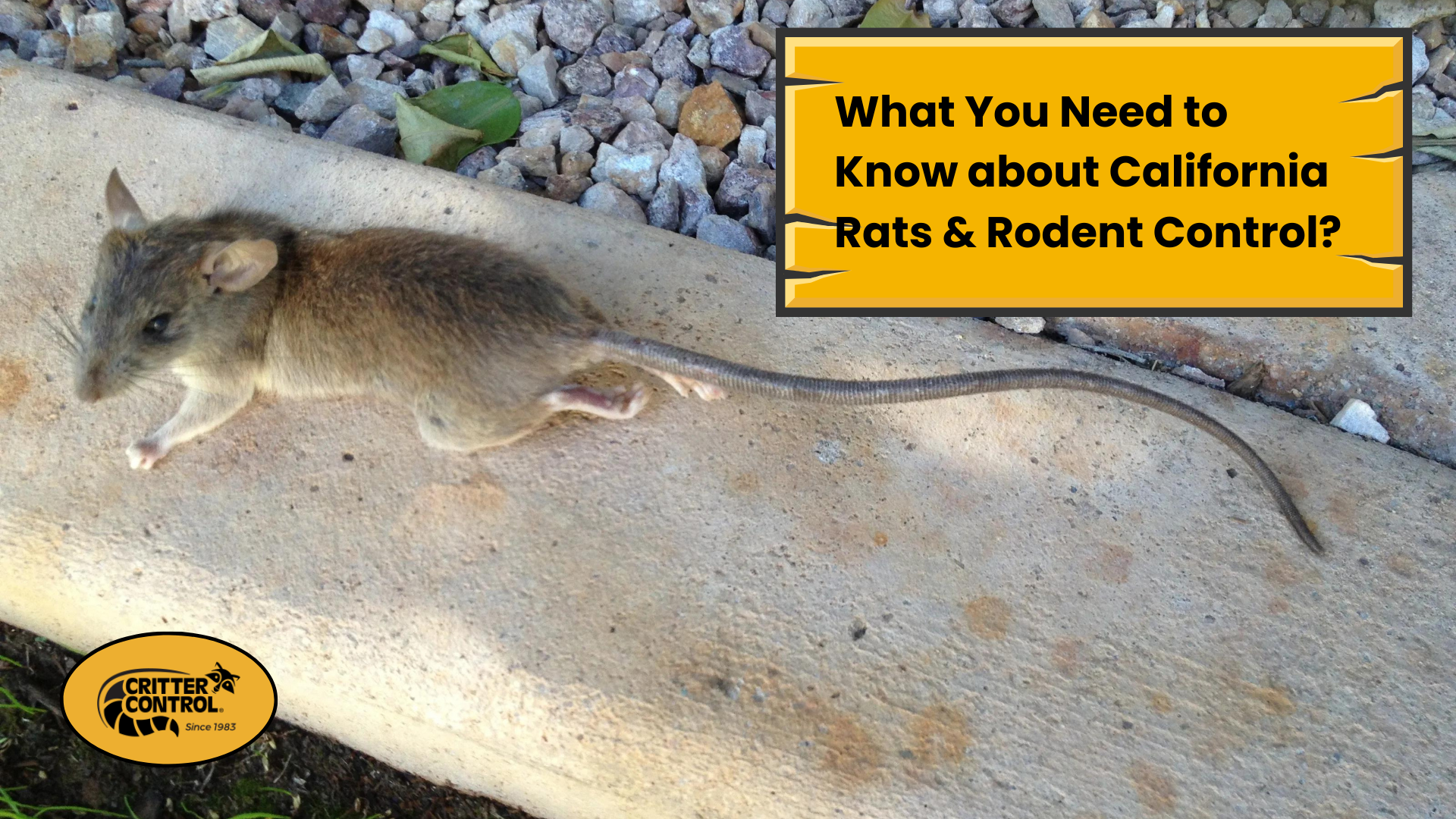 What You Need to Know about California Rats & Rodent Control