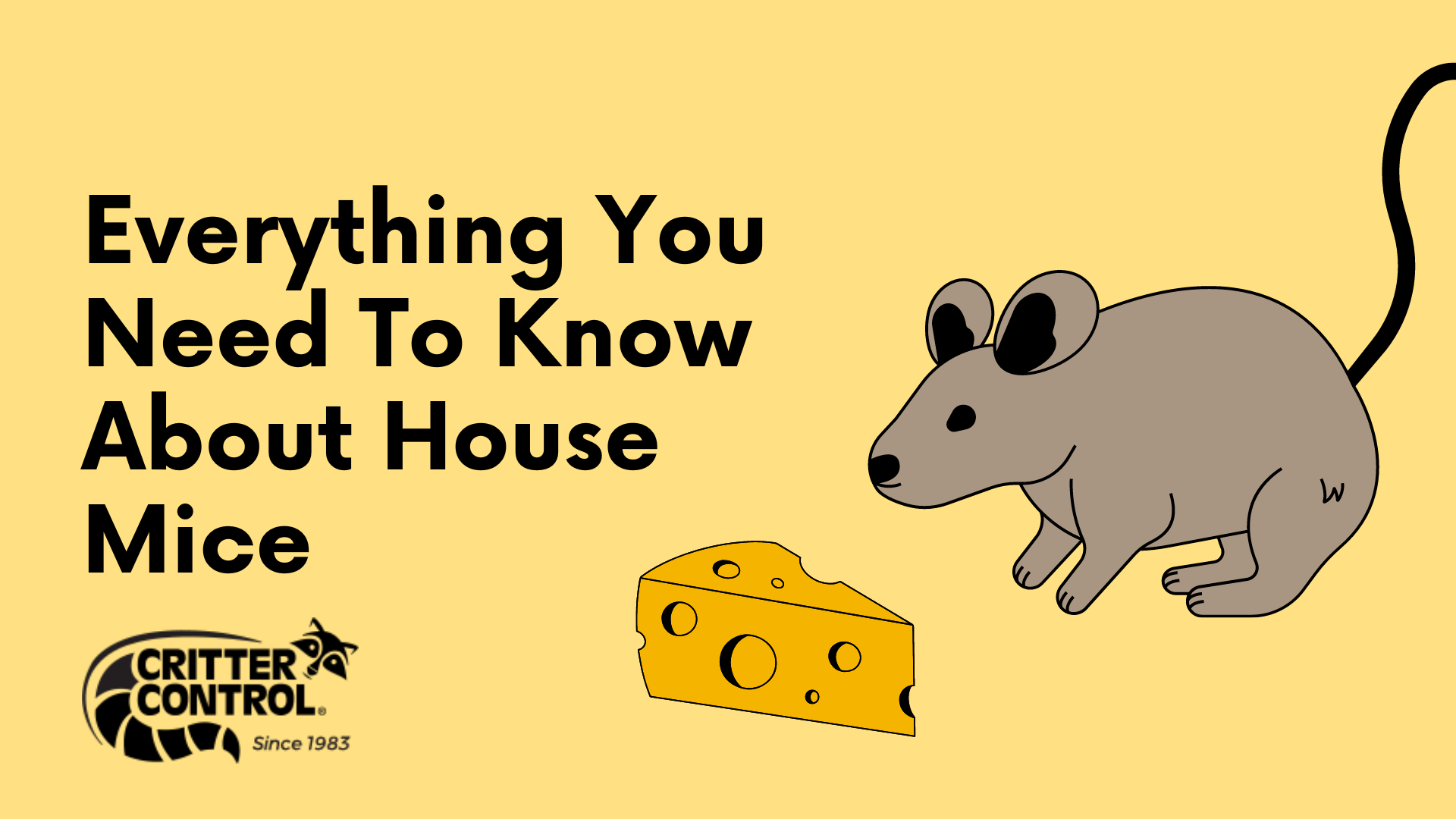 Everything You Need To Know About House Mice