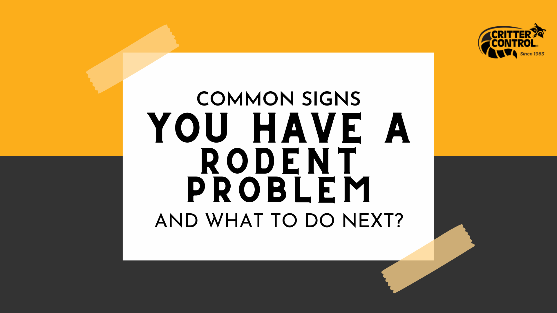 Why Rodents Are a Problem?