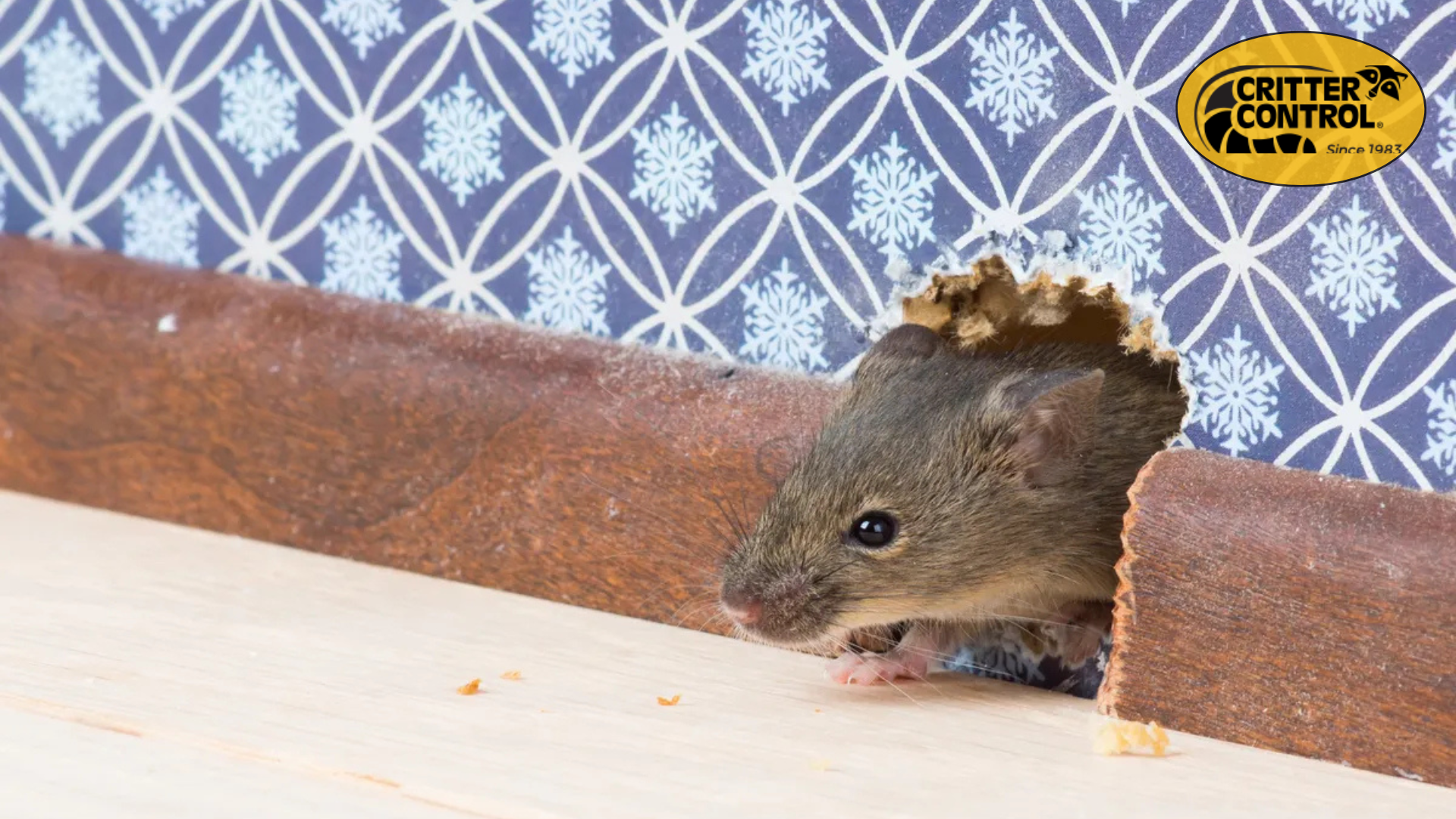 What Attracts Rats to Your Home?