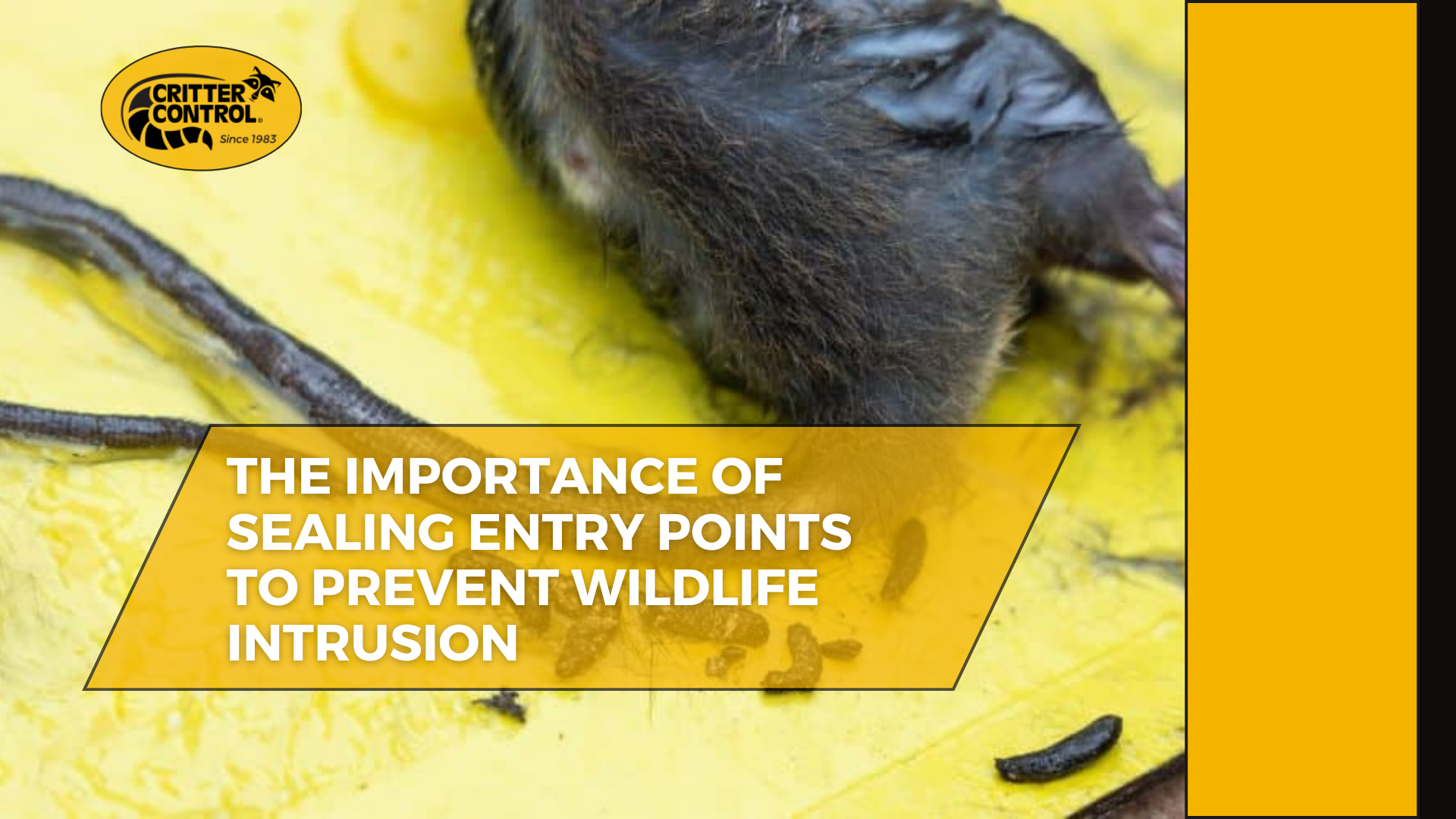 The Health Hazards of Rodent Droppings and How to Safely Clean Up