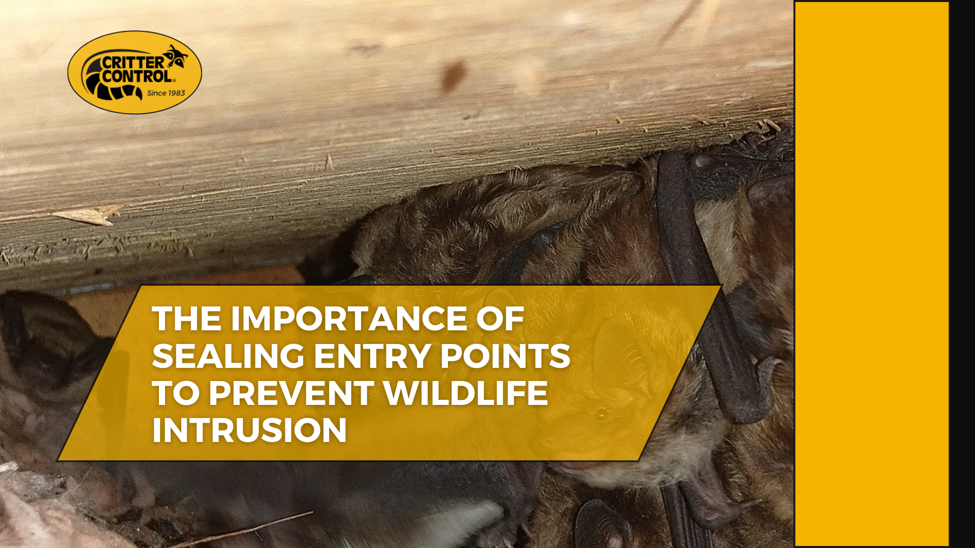 Why Sealing Entry Points is Crucial for Wildlife Control