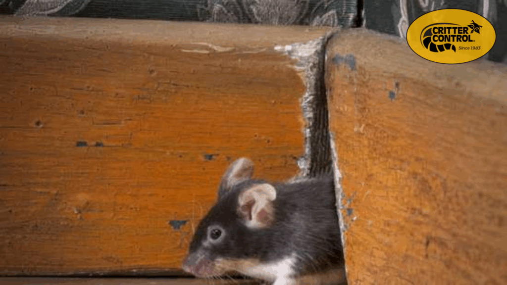 5 Common Animal Noises and What They Mean for Your Home