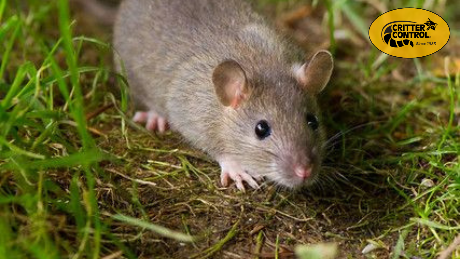 Garden Pests in San Jose: Identifying and Managing Common Invaders
