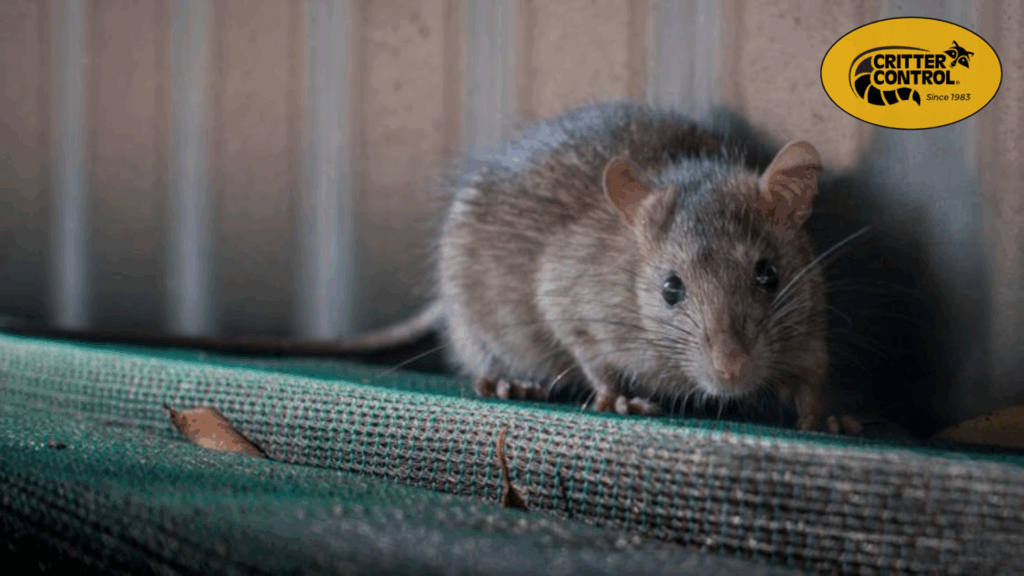 Roof Rat Problem