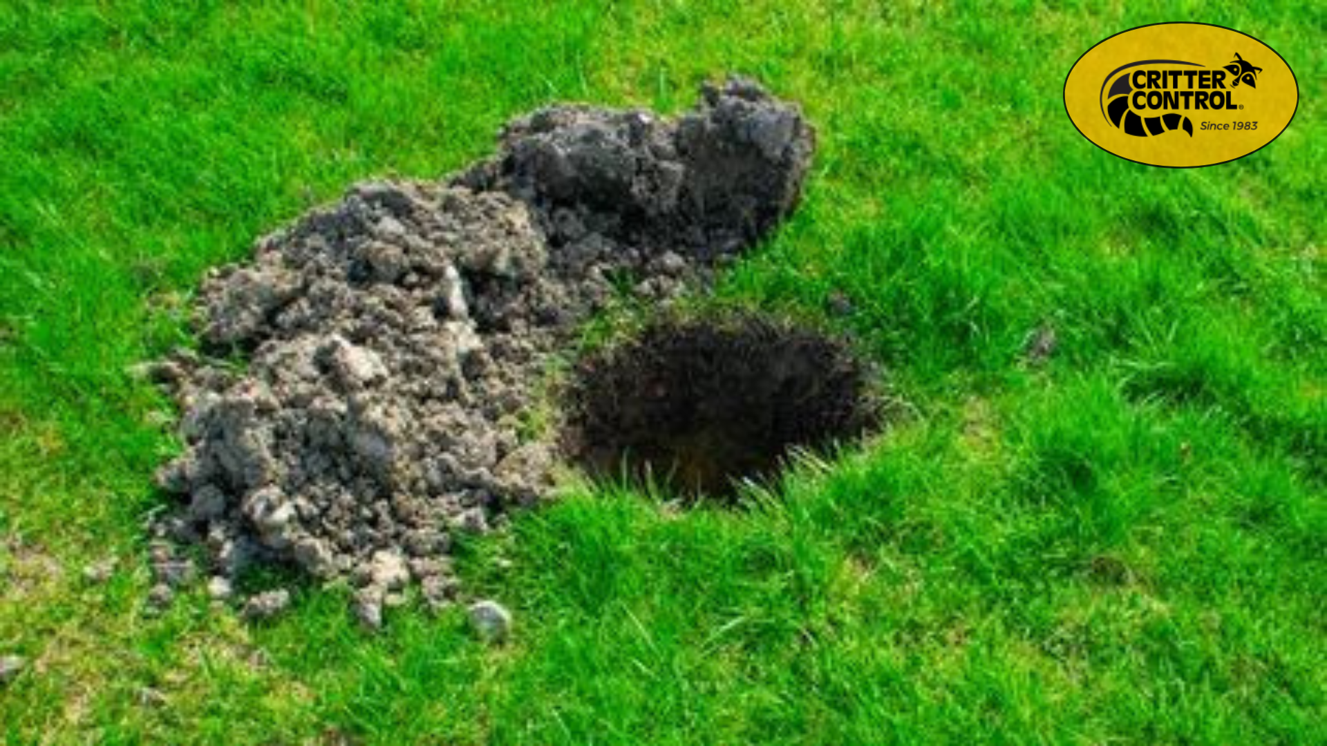 Early Signs of Wildlife Damage and How to Fix Them Before It Gets Worse