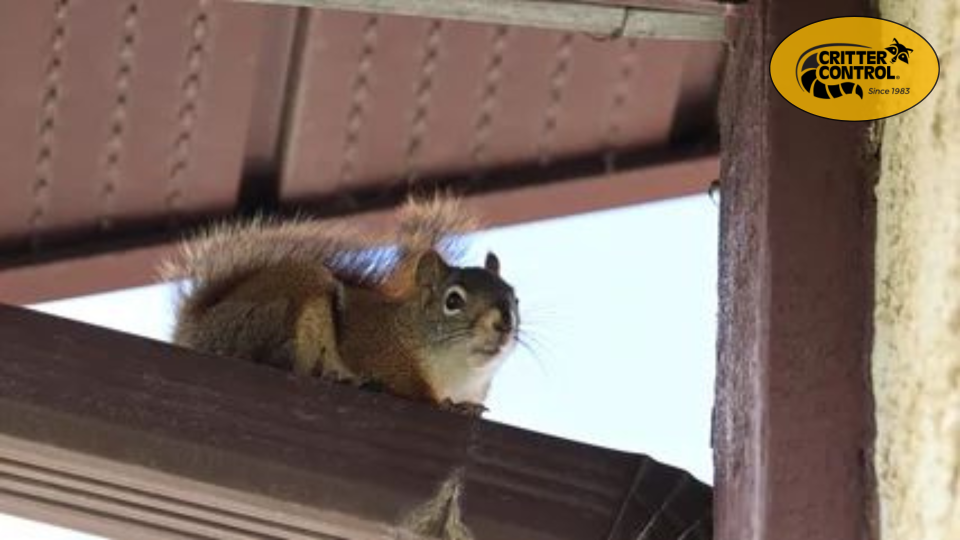 Signs That You Have Squirrels in Your Attic