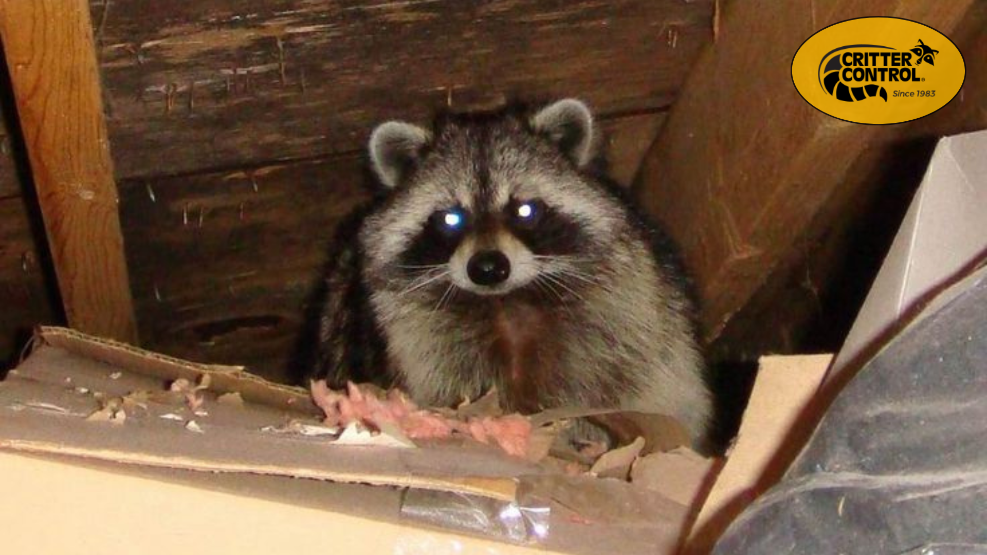How to Tell if Raccoons Are in Your Attic