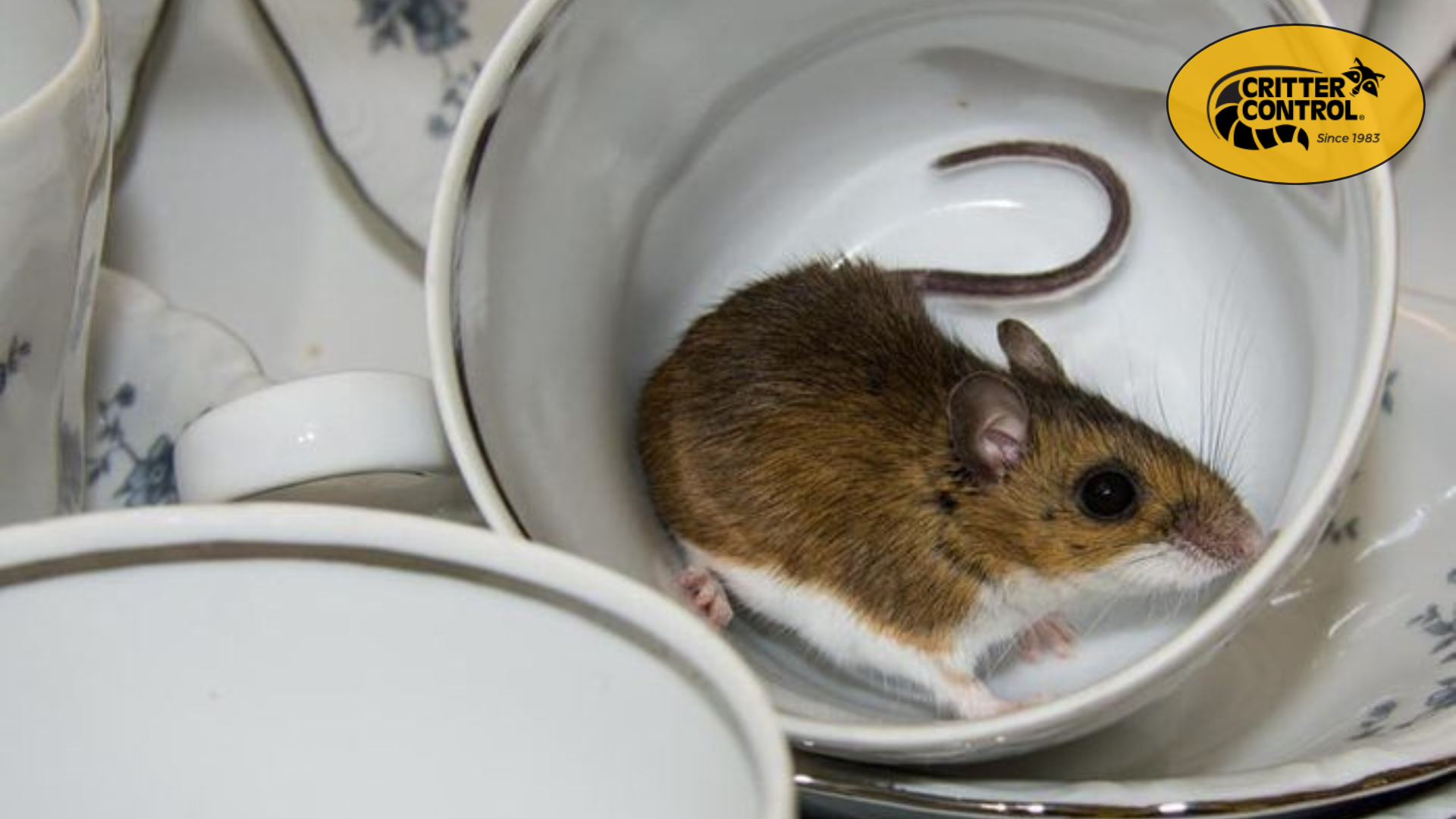 What Are the Common Signs of a Rat Infestation?