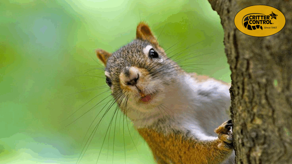 Common Signs of a Squirrel Infestation