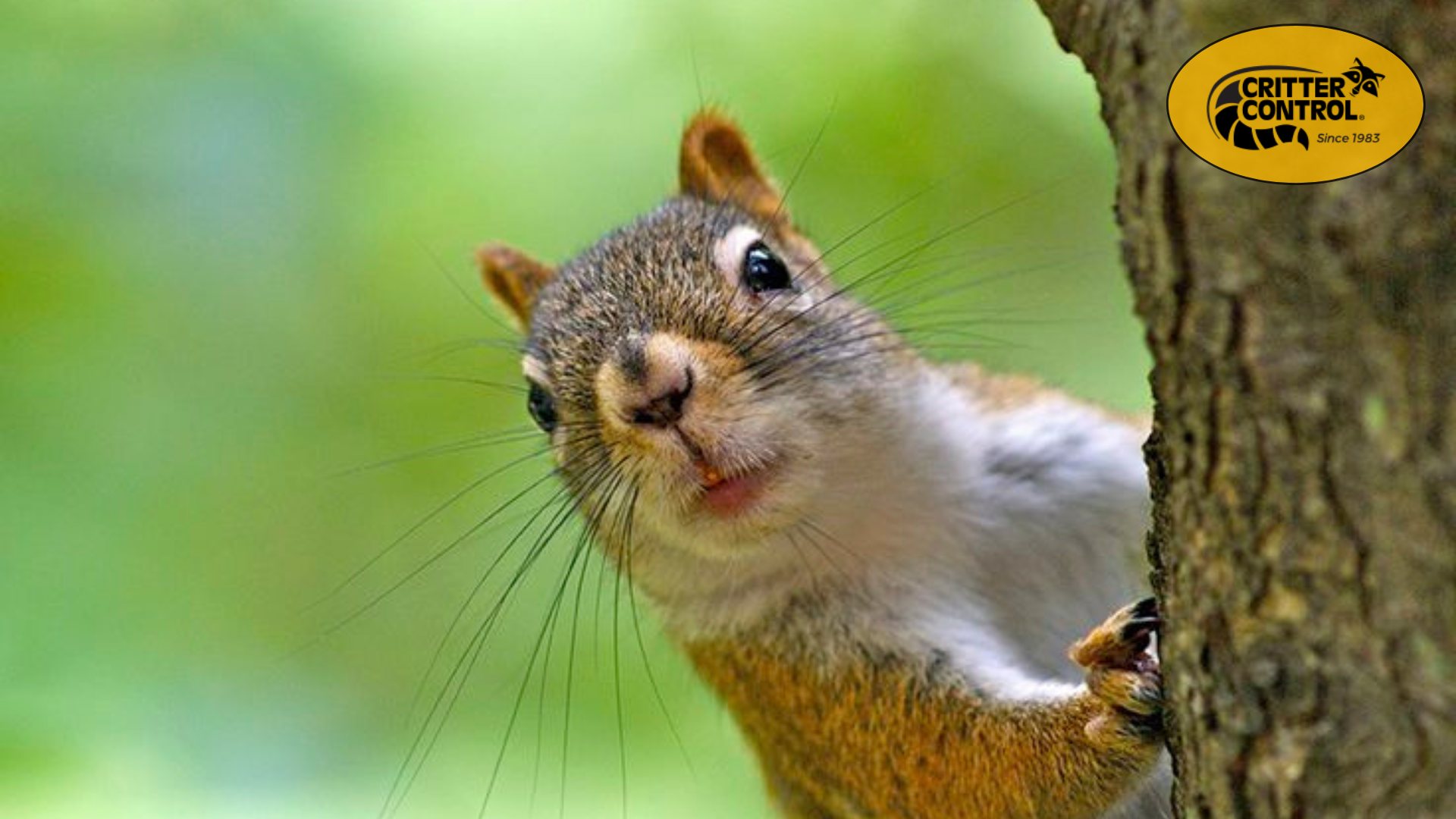 Common Signs of a Squirrel Infestation