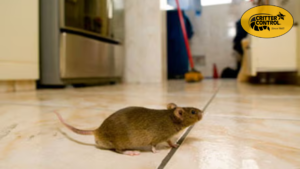 Rat in home kitchen